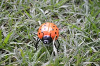 Familia de mariquitas